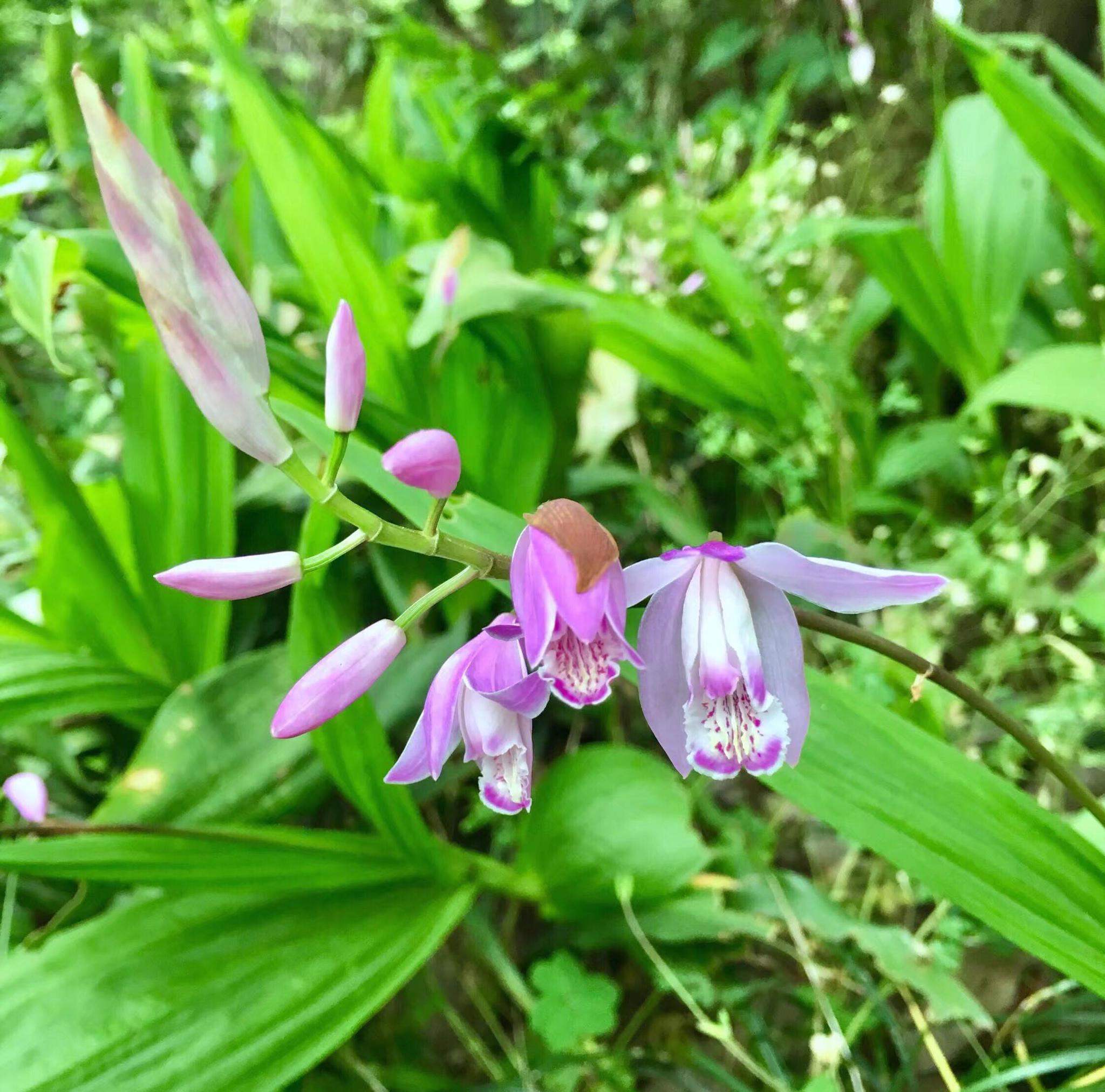 白芨的价格(白芨的价格行情) 白芨的价格(白芨的价格行情)
