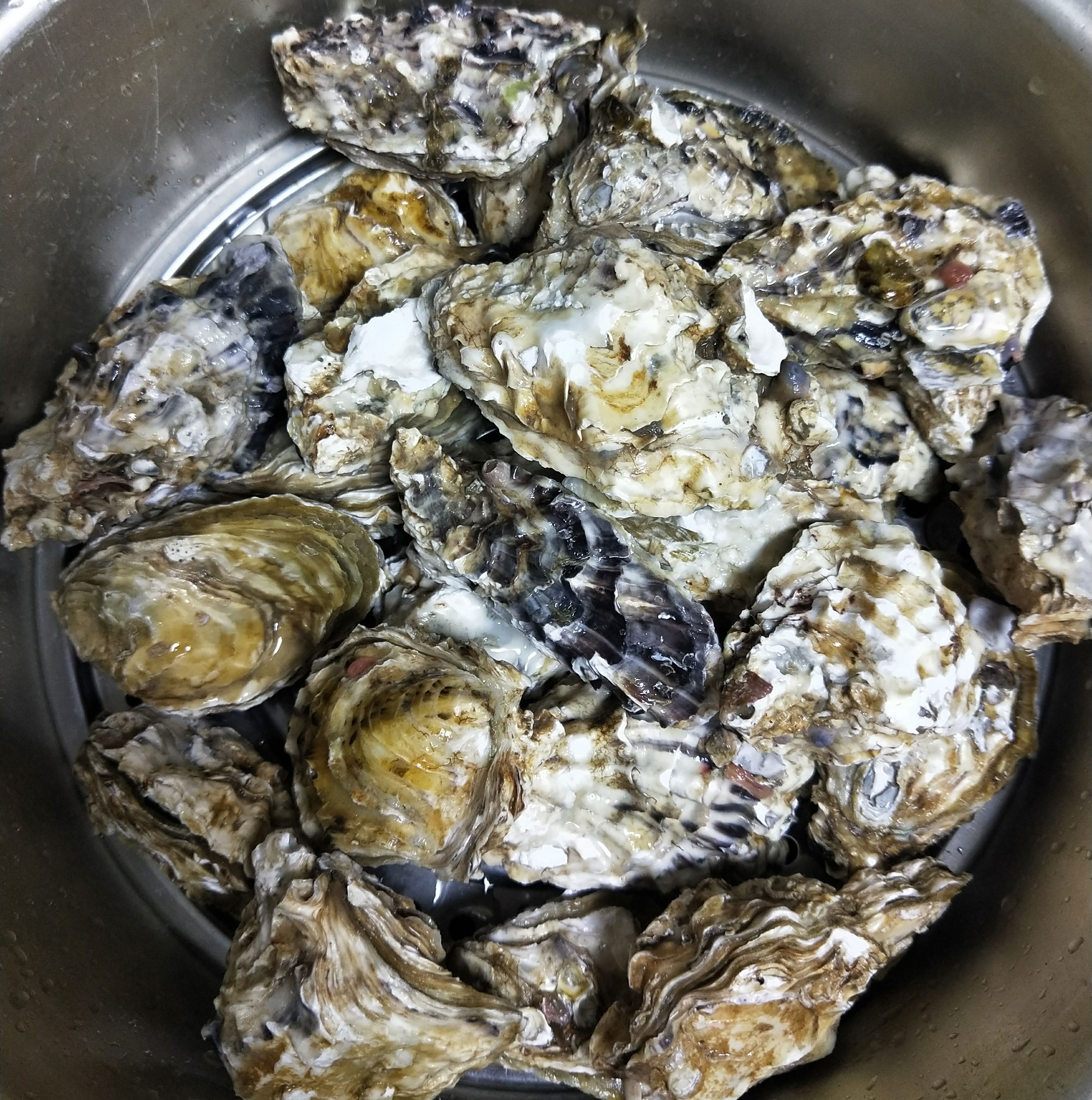 海蛎子蒸多长时间(海蛎子蒸多长时间能熟) 海蛎子蒸多长时间(海蛎子蒸多长时间能熟)