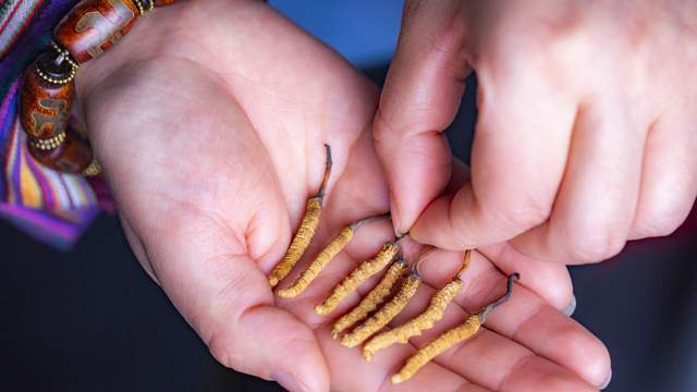 虫草的正确吃法及用量(虫草的功效与作用是什么)