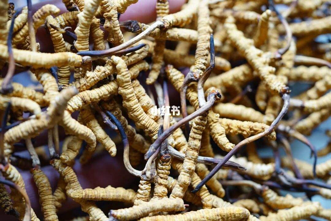 冬虫夏草怎么辨别(怎样辨别冬虫夏草的真假)