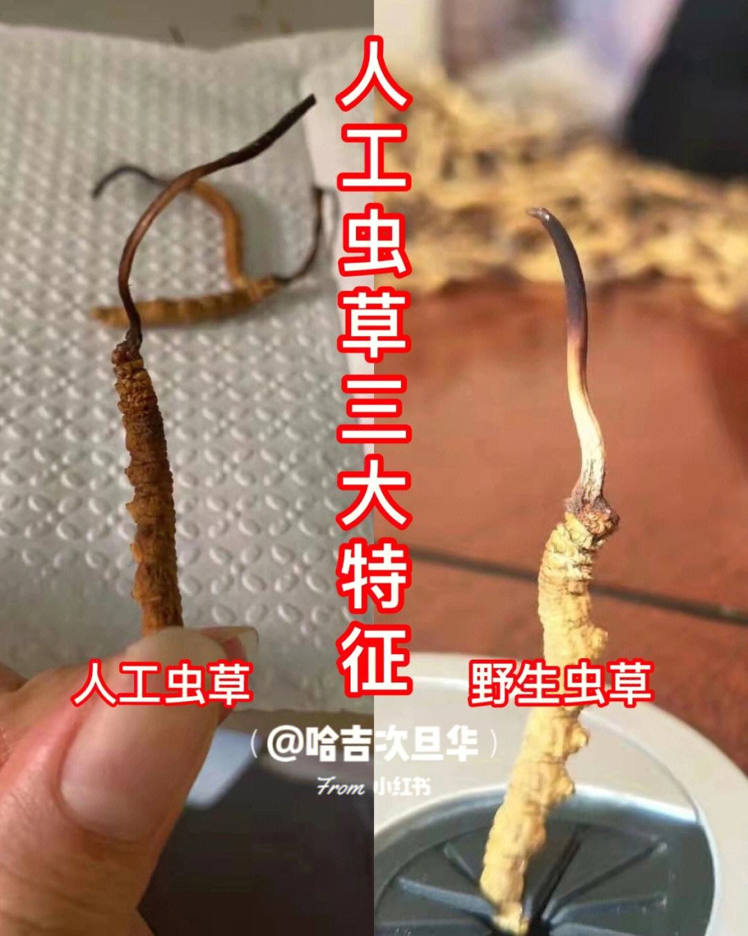 冬虫夏草怎么辨别(怎样辨别冬虫夏草的真假) 冬虫夏草怎么辨别(怎样辨别冬虫夏草的真假)