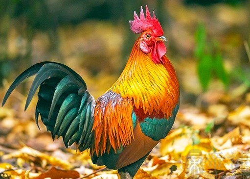 酉初是几点(酉初是几点钟怎么读) 酉初是几点(酉初是几点钟怎么读)