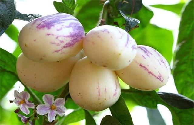 人参果怎么吃(人参果怎么吃,有什么功效)