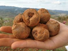 魔芋价格(魔芋价格多少钱一公斤) 魔芋价格(魔芋价格多少钱一公斤)