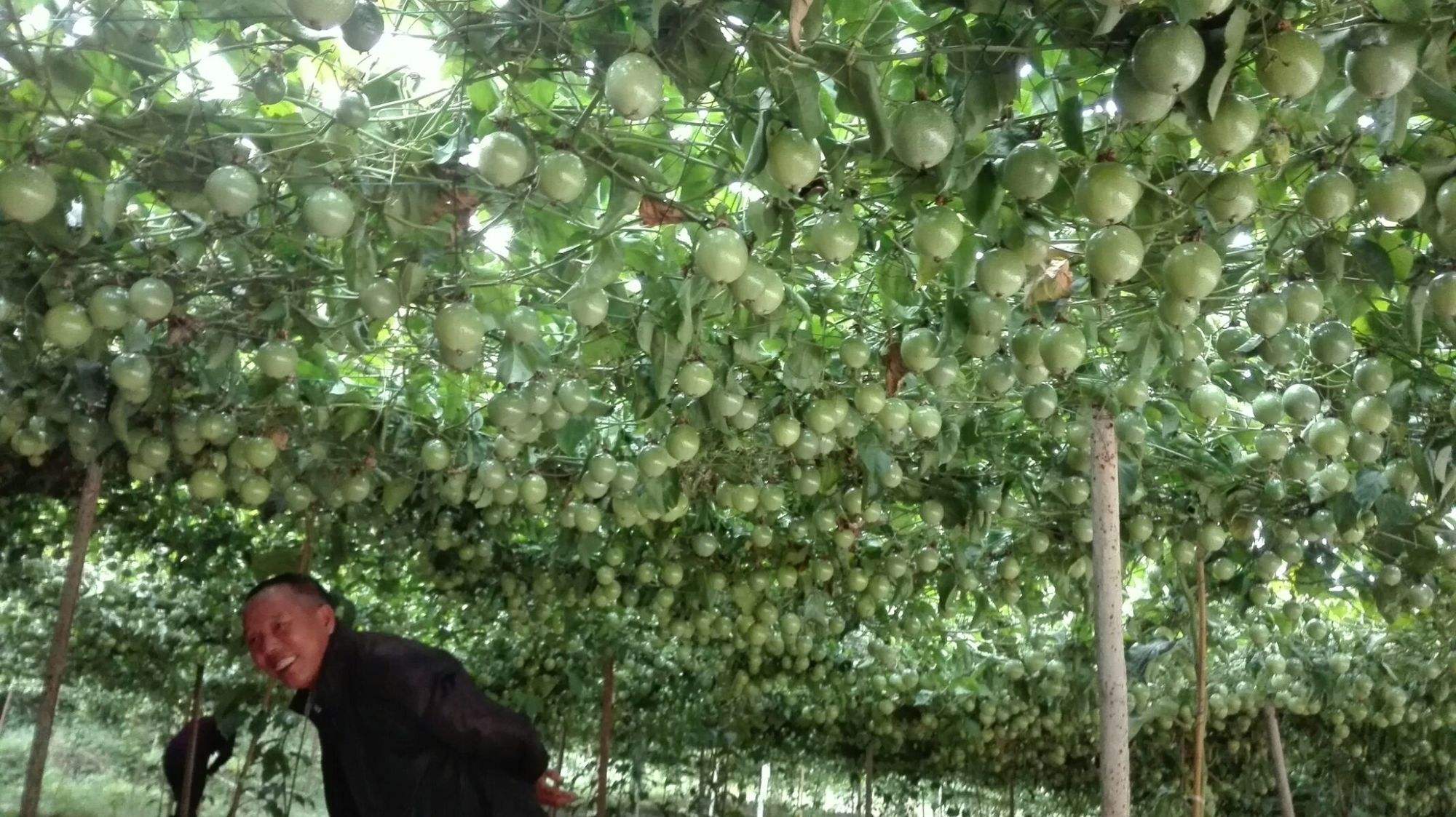 百香果种植技术(百香果的栽培技术)