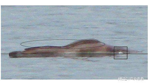 世界十大水怪之谜(世界十大水怪之谜视频) 世界十大水怪之谜(世界十大水怪之谜视频)