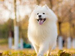 狗年有哪些年份(2022属狗的年龄表)