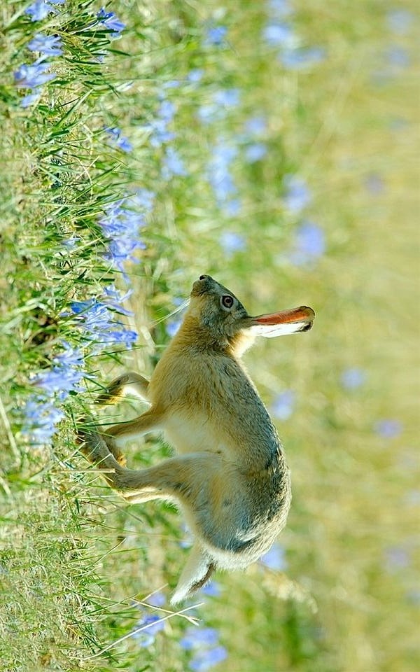 蒙古兔(蒙古兔可以养殖食用吗?)