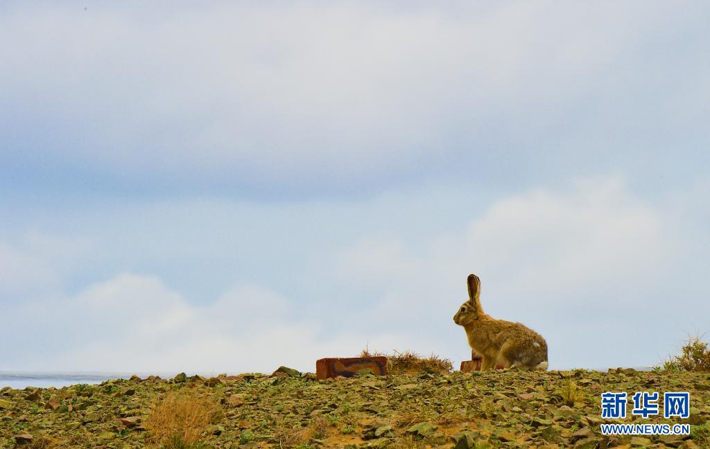 蒙古兔(蒙古兔可以养殖食用吗?)