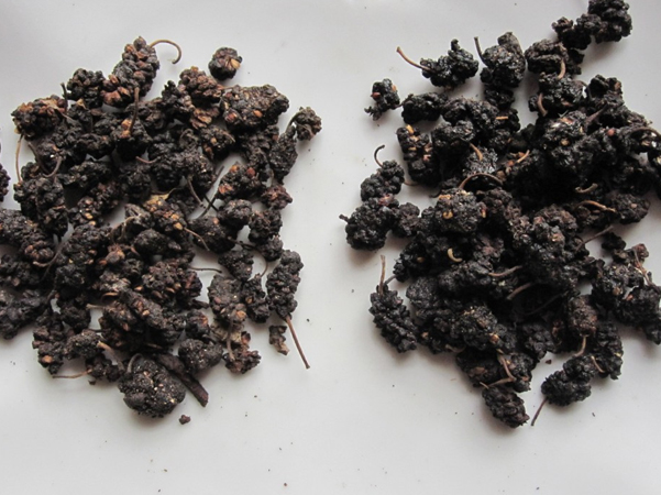 桑葚干功效与作用(桑葚干功效与作用及食用)