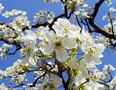 梨花泪原唱(梨花泪原唱韩宝仪) 梨花泪原唱(梨花泪原唱韩宝仪)