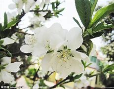 梨花泪原唱(梨花泪原唱韩宝仪) 梨花泪原唱(梨花泪原唱韩宝仪)