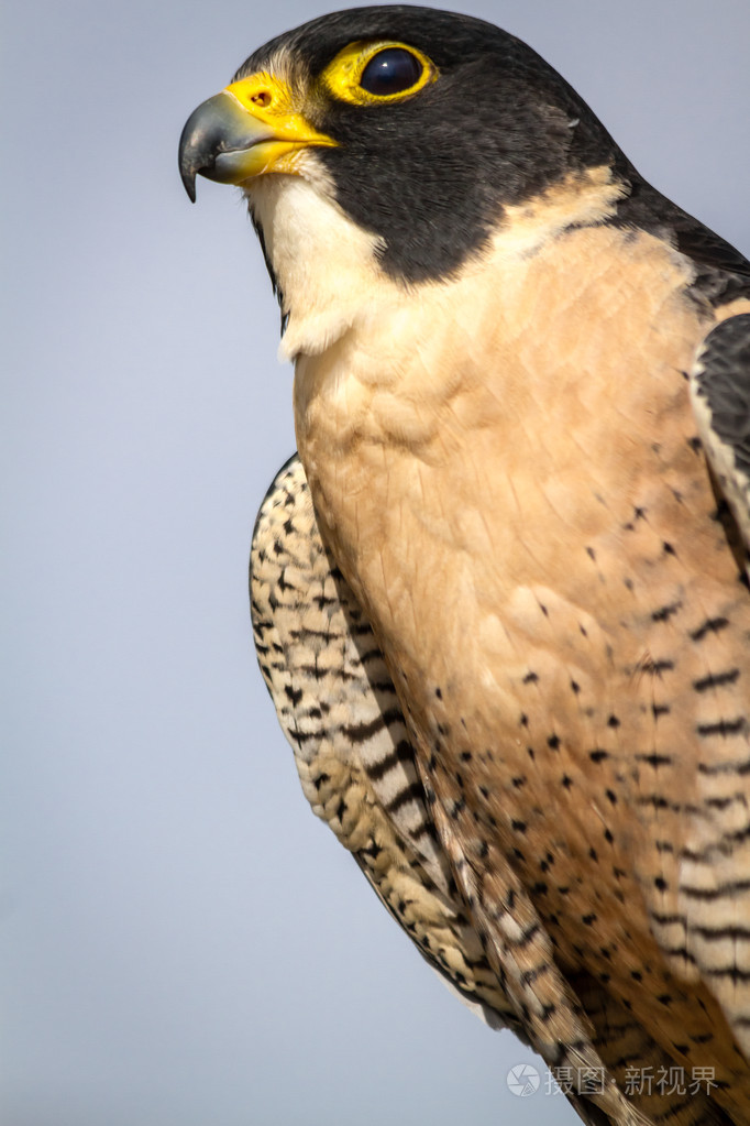 游隼读音(游隼的拼音怎么读) 游隼读音(游隼的拼音怎么读)