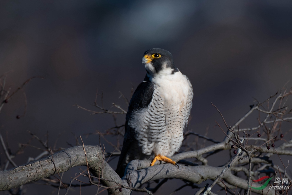 游隼读音(游隼的拼音怎么读) 游隼读音(游隼的拼音怎么读)
