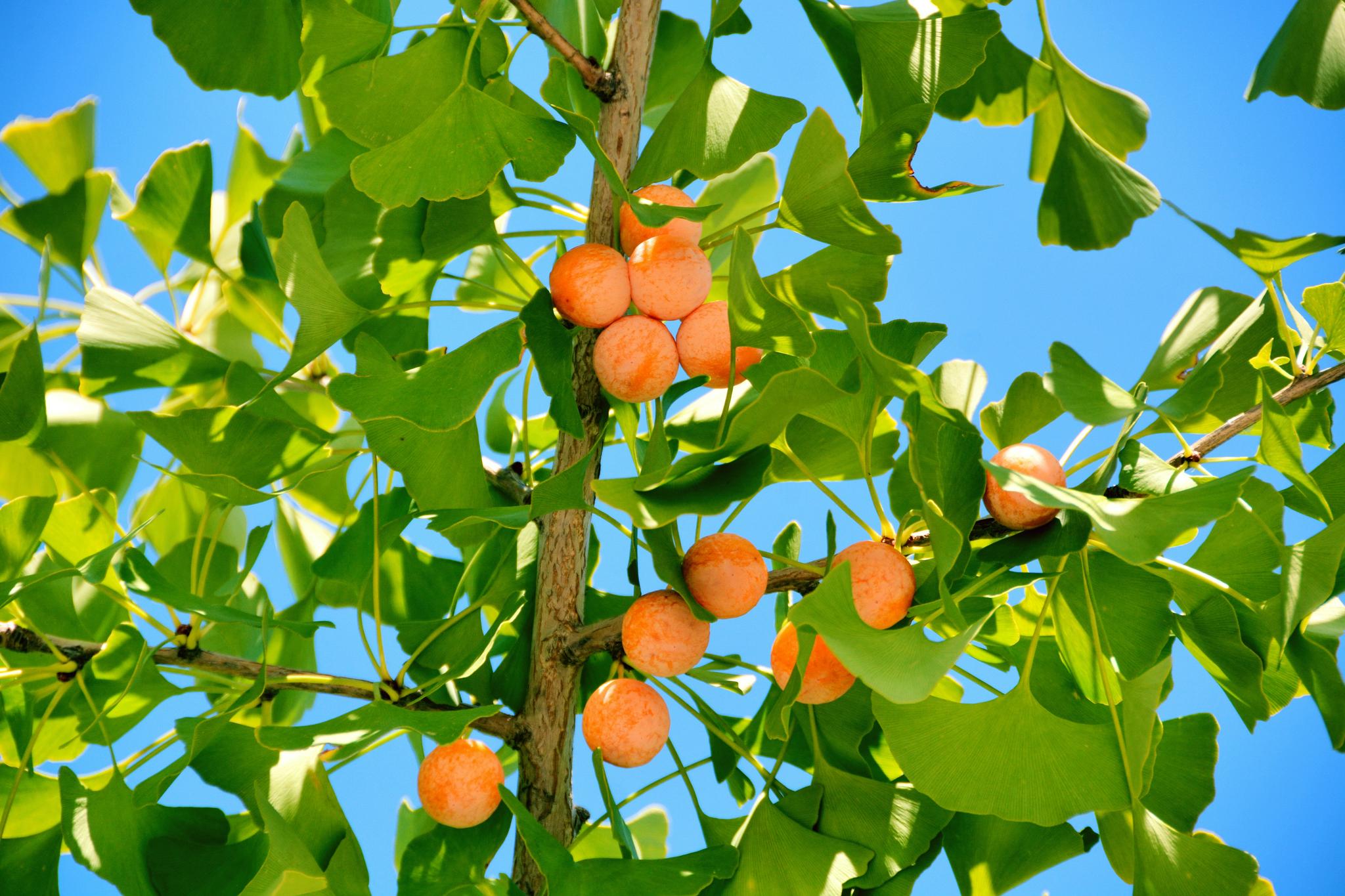 银杏果(银杏果的正确吃法)