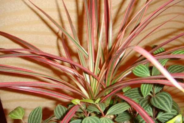 千年木的养殖方法和注意事项(三色千年木的养殖方法和注意事项)