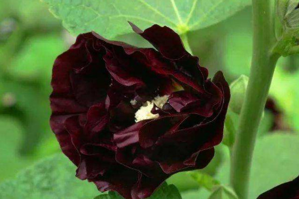 黑曼陀罗(黑曼陀罗花图片唯美)