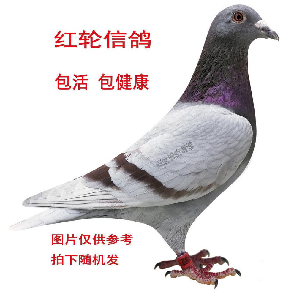 赛鸽多少钱一只(武松赛鸽多少钱一只) 赛鸽多少钱一只(武松赛鸽多少钱一只)