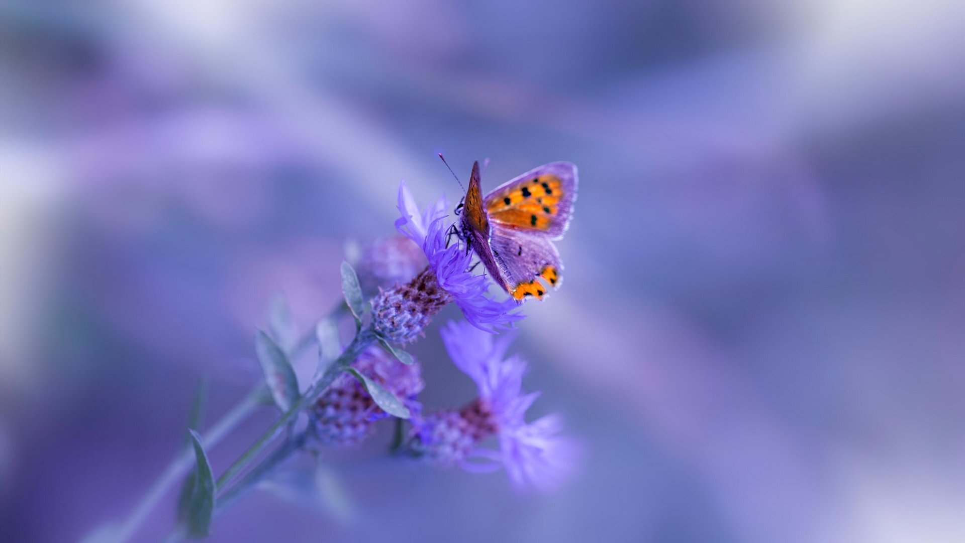 关联词是什么(不管的关联词是什么) 关联词是什么(不管的关联词是什么)