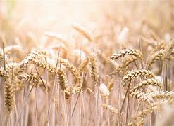 今年小麦价格(今年小麦价格走势)