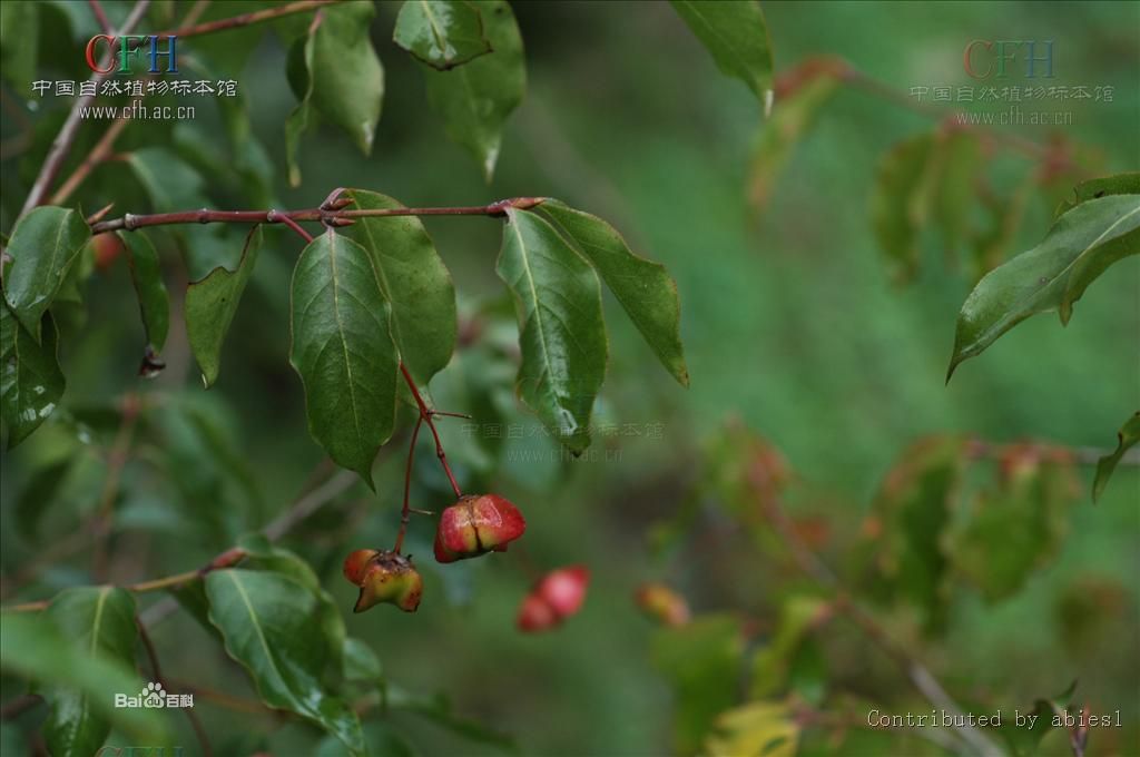 腥臭卫矛(腥臭卫矛图片) 腥臭卫矛(腥臭卫矛图片)