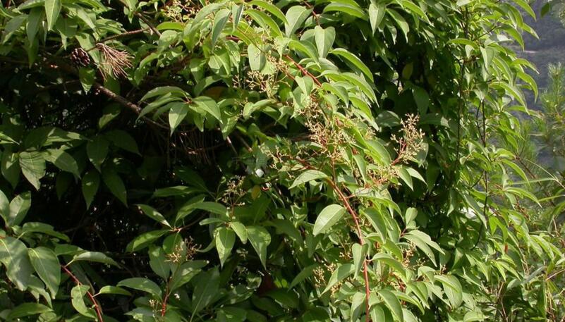 腥臭卫矛(腥臭卫矛图片) 腥臭卫矛(腥臭卫矛图片)