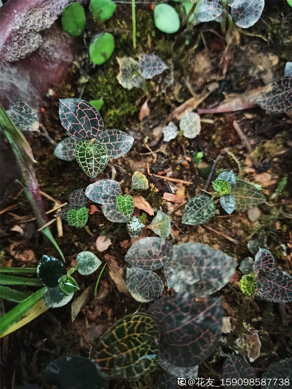 金线莲的作用(金线莲的作用与功效成分)
