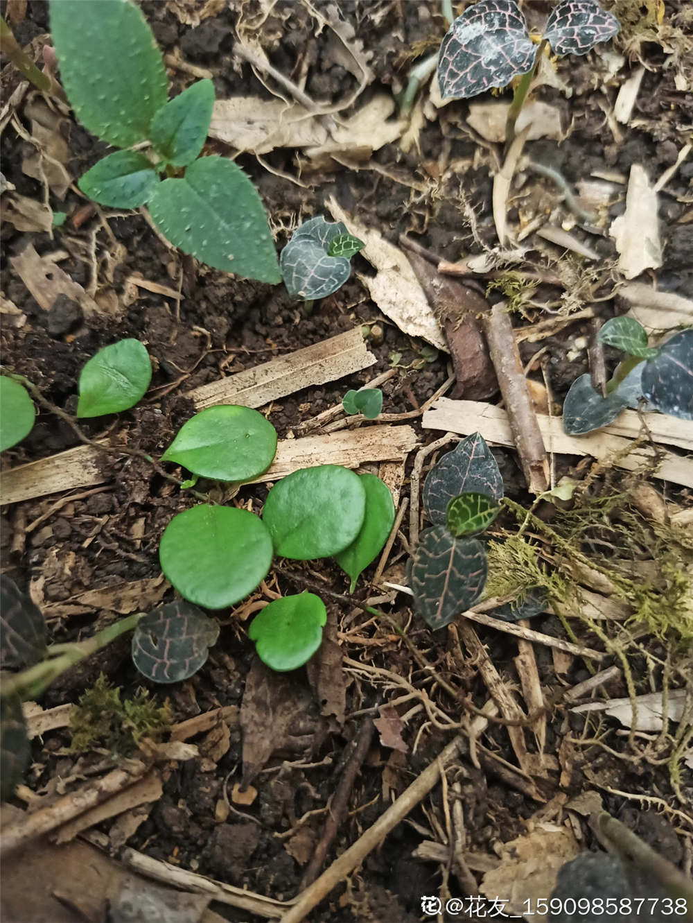 金线莲的作用(金线莲的作用与功效成分) 金线莲的作用(金线莲的作用与功效成分)