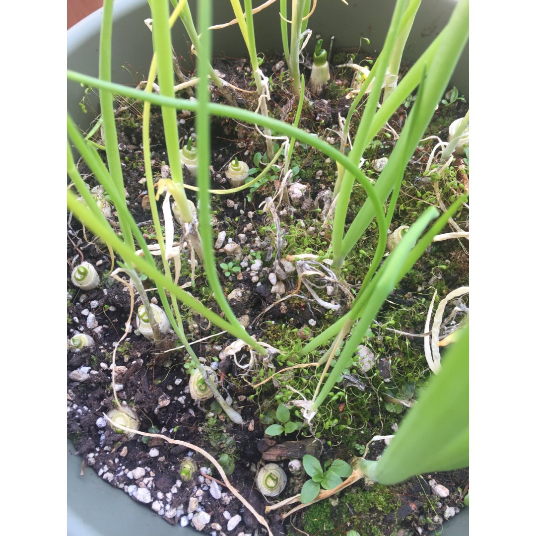 发芽葱(发芽葱怎么栽培) 发芽葱(发芽葱怎么栽培)