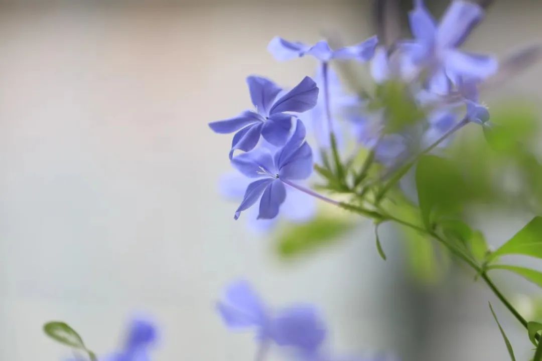 恬淡怎么读(禀性恬淡怎么读)