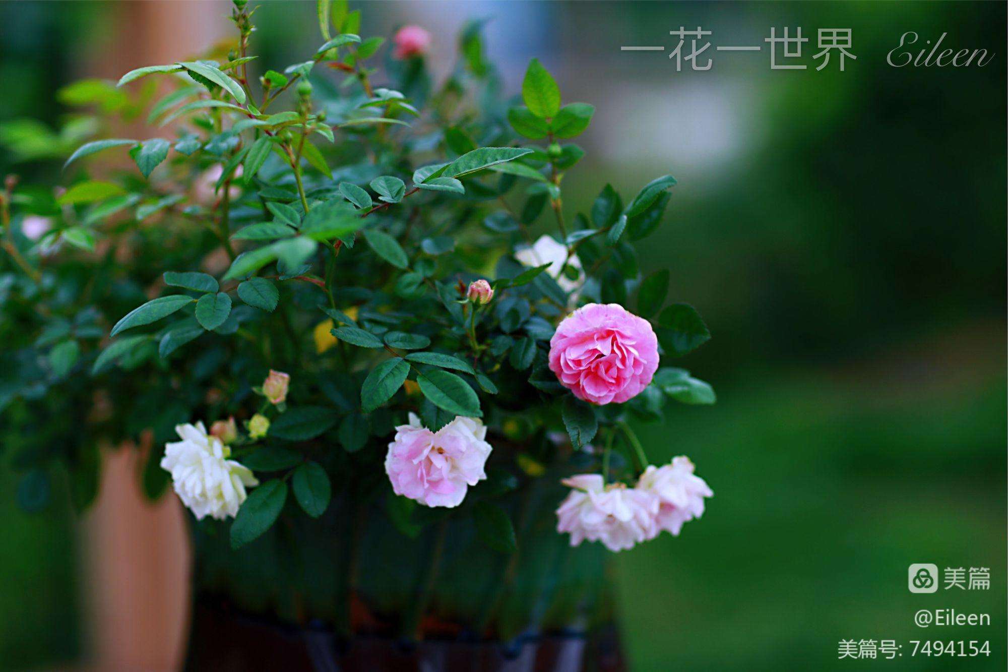 恬淡怎么读(禀性恬淡怎么读)