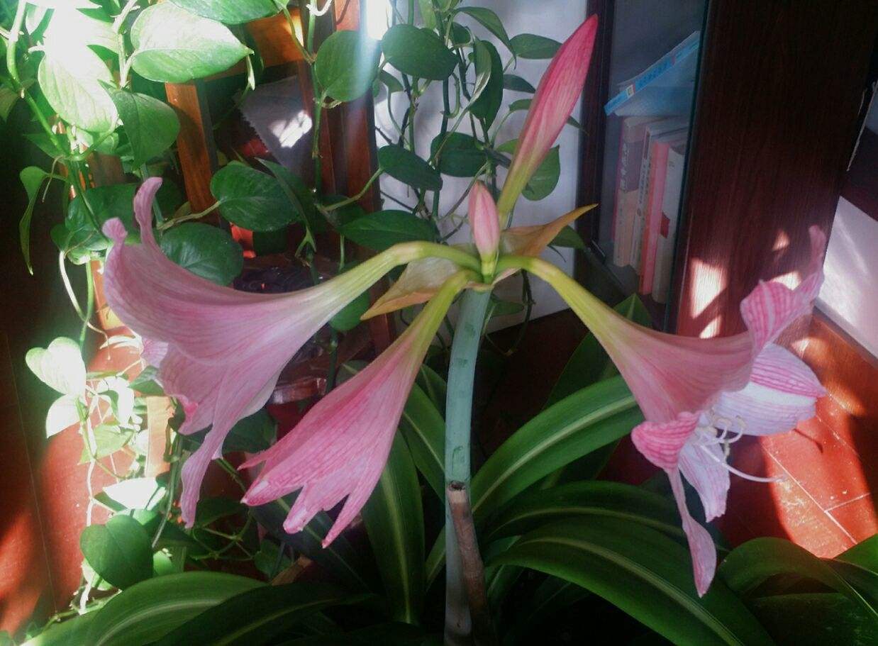 大头兰(大头兰怎么养才能开花) 大头兰(大头兰怎么养才能开花)