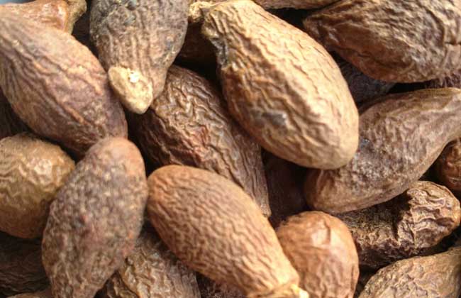 胖大海主要功效(胖大海泡水喝的功效和副作用)