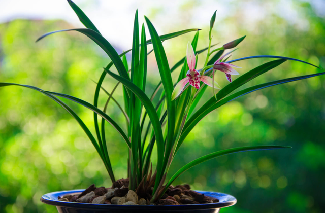 盆栽兰花养殖方法(盆栽兰花养殖方法和注意事项) 盆栽兰花养殖方法(盆栽兰花养殖方法和注意事项)