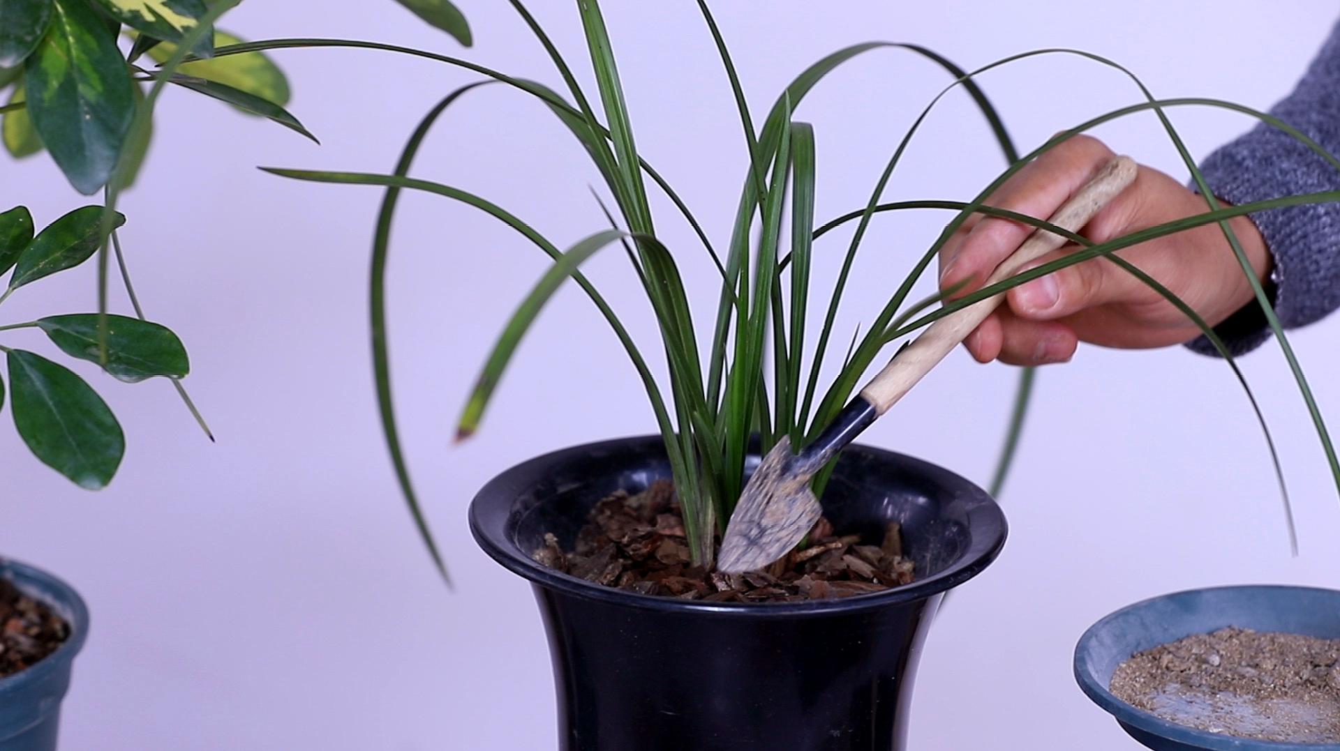 盆栽兰花养殖方法(盆栽兰花养殖方法和注意事项) 盆栽兰花养殖方法(盆栽兰花养殖方法和注意事项)