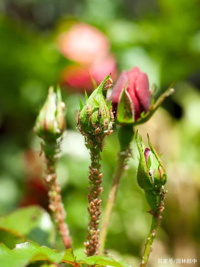 蚜虫的危害(蚜虫的危害症状) 蚜虫的危害(蚜虫的危害症状)
