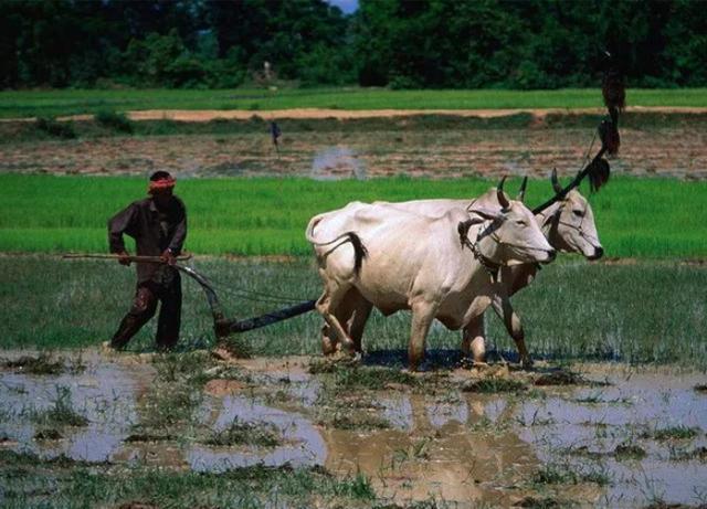 辔头的拼音(辔头怎么读?) 辔头的拼音(辔头怎么读?)
