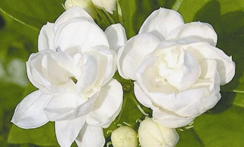 茉莉花养殖(茉莉花养殖方法 盆栽) 茉莉花养殖(茉莉花养殖方法 盆栽)