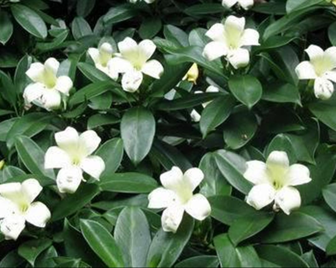 茉莉花养殖(茉莉花养殖方法 盆栽) 茉莉花养殖(茉莉花养殖方法 盆栽)