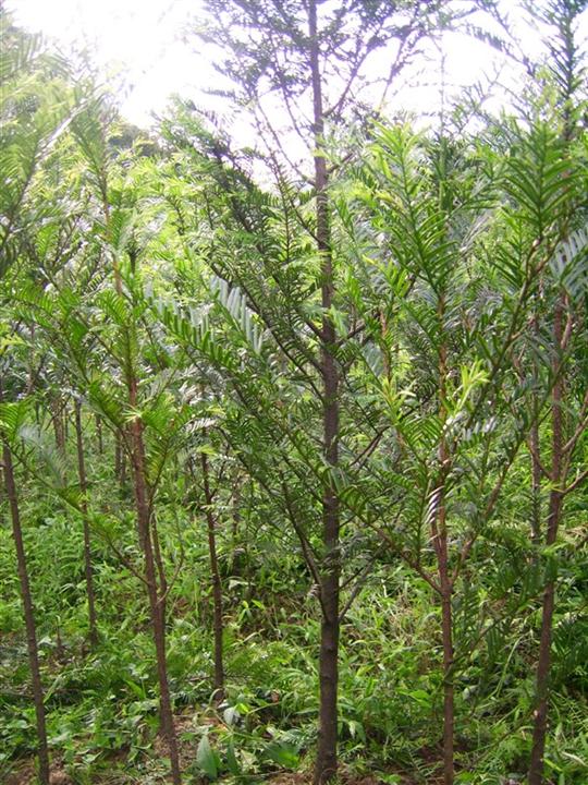 红豆杉种苗(红豆杉种苗基地) 红豆杉种苗(红豆杉种苗基地)