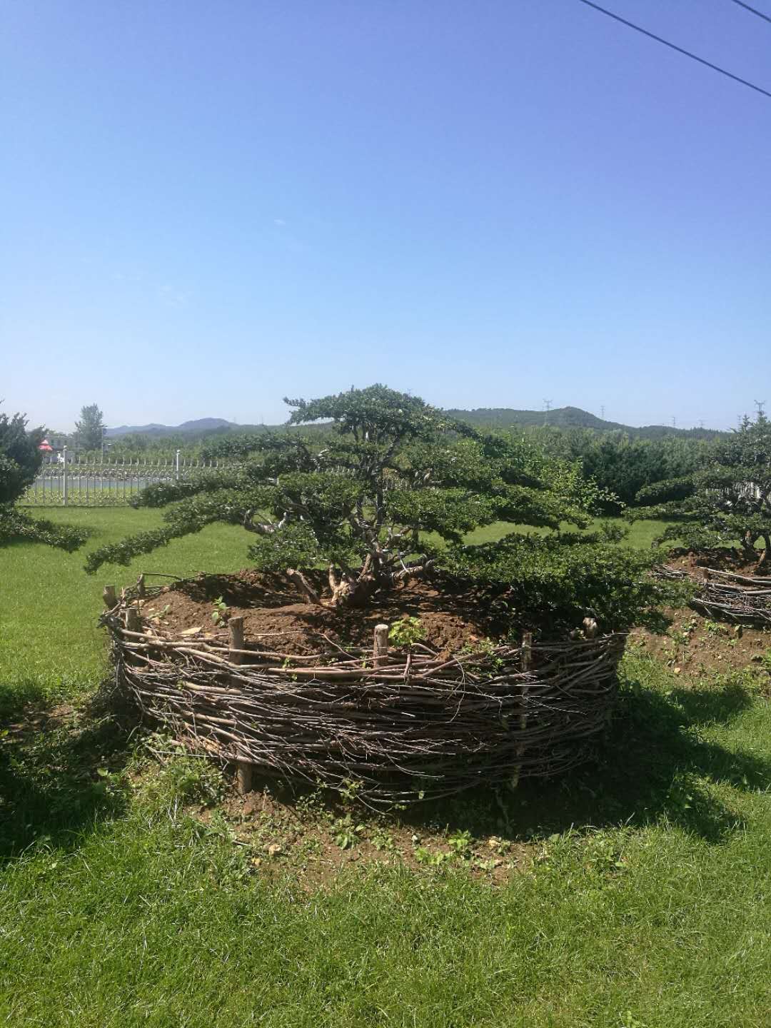 红豆杉种苗(红豆杉种苗基地) 红豆杉种苗(红豆杉种苗基地)