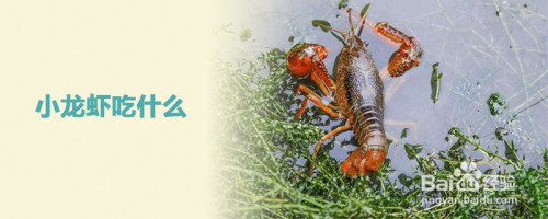 龙虾吃什么食物(龙虾吃什么食物长大) 龙虾吃什么食物(龙虾吃什么食物长大)