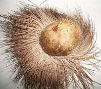 麝香作用(麝香作用和功效)