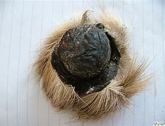 麝香作用(麝香作用和功效)