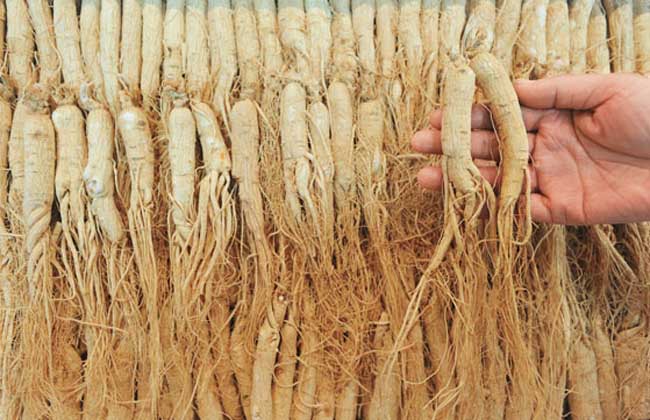 人参功效与作用(人参功效与作用的功能与主治) 人参功效与作用(人参功效与作用的功能与主治)