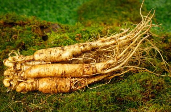 人参功效与作用(人参功效与作用的功能与主治) 人参功效与作用(人参功效与作用的功能与主治)