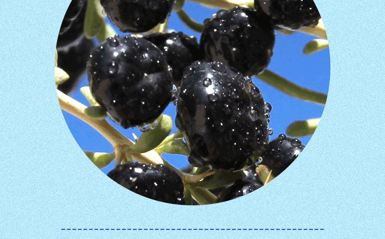 黑枸杞子的功效(黑枸杞子的功效与作用及食用方法) 黑枸杞子的功效(黑枸杞子的功效与作用及食用方法)