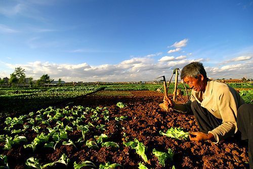 三农是什么(农业银行面向三农的具体三农是什么)