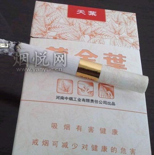 细天叶(细天叶图片)