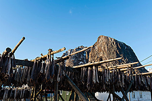 天山雪鱼(天山雪鱼属于淡水鱼吗) 天山雪鱼(天山雪鱼属于淡水鱼吗)